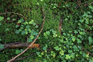 ver en un bosque suelo textura con musgo y ramas encontró en un europeo bosque. foto