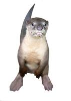 Smooth coated otter Lutrogale perspicillata photo