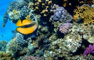 single red sea bannerfish hovering at colorful corals in marsa alam photo