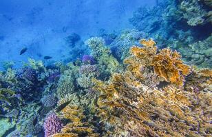 blue bottom of the sea and colorful corals during diving in marsa alam photo