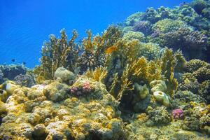 yellow corals in blue sea water during diving on vacation in egypt photo