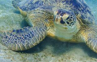 green sea turtle near the seabed protrait view in egypt photo