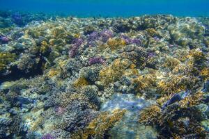 diving in a colorful reef in clear water from the red sea in marsa alam photo