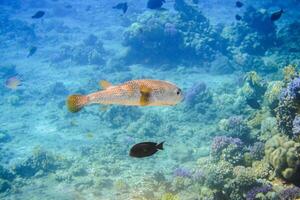 maravilloso pescado flotando en el claro azul agua desde el rojo mar en masa alam Egipto foto