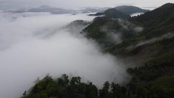 antenne visie van de bomen in de vallei met mist in de ochtend. landschap van nevelig vallei en berg wolken in Thailand. de dageraad van de bergen met de zee van de nevel. video