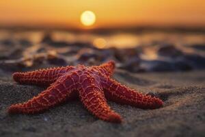 Red seastar on the sadny beach at sunset, created with generative AI photo