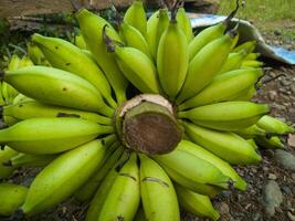 manojo de verde bananas en el jardín. plátano awak agrícola plantación foto