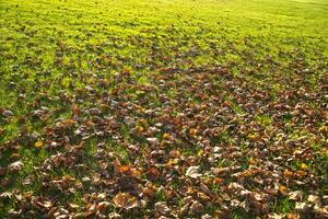 Dry leaves on a lawn photo