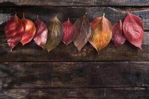 The leaves of persimmon photo