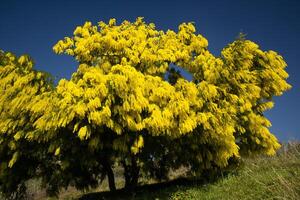 The yellow flower of Mimosa photo