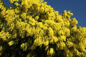 el amarillo flor de mimosa foto