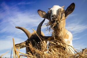 Lunch break of the common goat photo