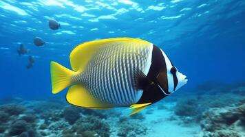 AI Generative Blackbacked butterflyfish swimming underwater on a tropical coral reef photo