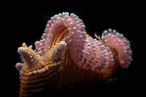 ai generativo de cerca detalle de pijama cromodorido nudibranquio en tropical coral foto