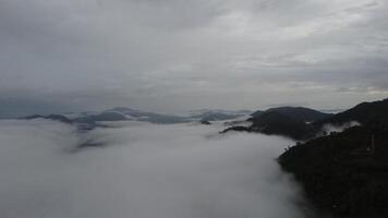 aereo Visualizza di il alberi nel il valle con nebbia nel il mattina. paesaggio di nebbioso valle e montagna nuvole nel Tailandia. il alba di il montagne con il mare di nebbia. video