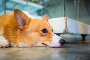 pembroke Gales corgi agachado en piso. foto