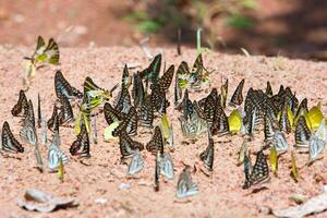 grupo de mariposas común arrendajo comido mineral en arena. foto