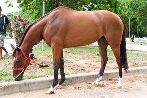 Nakhon Ratchasima, Tailandia - julio 30, 2015 caballo carrera comer césped para reunir energía. foto