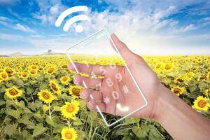 Hand holding cell phone with wi-fi at field sunflower. photo