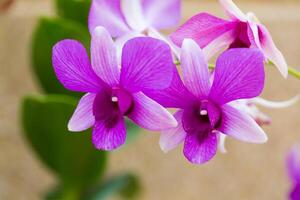 Beautiful flower dendrobium belchim orchids. photo