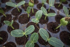 Plant and vegetables seedlings photo