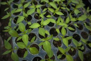 Plant and vegetables seedlings photo