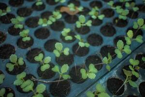 Different types of Plant and vegetables seedlings photo