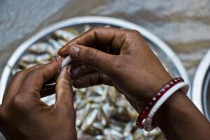 Nutritious Mola Carpet Fish photo