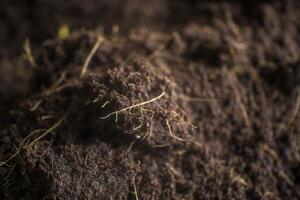 Close shot of cocopeat which is an essential for gardening and planting photo