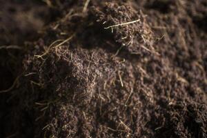 cerca Disparo de Turba de coco cuales es un esencial para jardinería y plantando foto