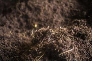 Close shot of cocopeat which is an essential for gardening and planting photo