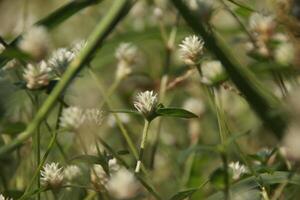 parche de trébol manchado con blanco flores foto