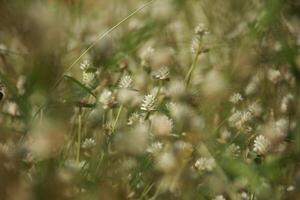 Patch of clover spotted with white flowers photo