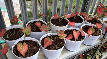 Taro is a group of plants from the genus Caladium photo