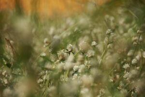 Patch of clover spotted with white flowers photo