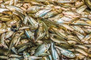 Different types of Bangladeshi Small Indigenous Fish photo