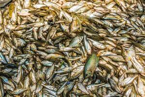 diferente tipos de bangladeshi pequeño indígena pescado foto