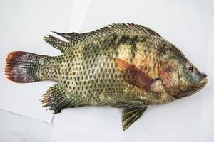 anatomía de tilapia pescado para enfermedad dicción foto
