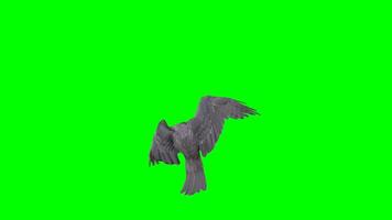 Águia croma chave, topo Visão do Águia vôo e atacante verde tela animação, pássaro do Jove, falcão. Falcão. erne, Águia isolado video