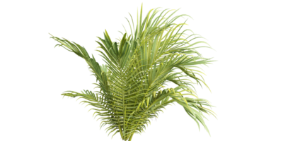 isolated plant and tree bush, tropical leaf on transparent background png