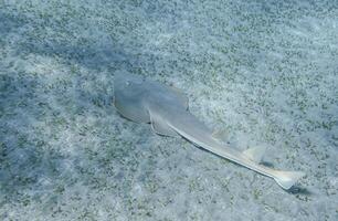guitarfish swimming at the seabed with seagrass in the red sea photo