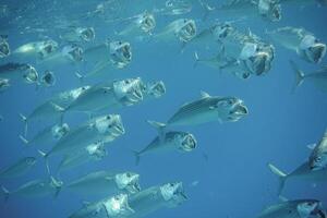lot of big mouth mackerel fishes swimming close with open mouth photo