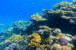 thousand of fishes at the colorful coral reef in blue sea water at vacation photo
