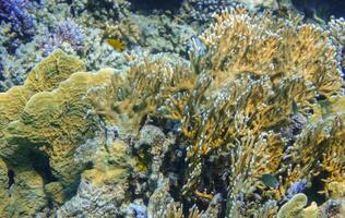 yellow corals at the reef in marsa alam egypt detail view photo