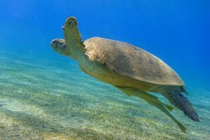 green sea turtle hovering in clear blue sea water in marsa alam egypt photo