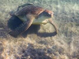 verde tortuga marina Tortuga soportes en sus frente aletas a el fondo del mar en el rojo mar foto