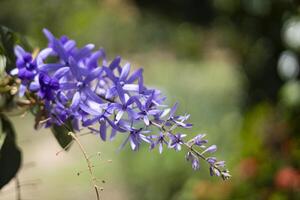 Petrea Volubilis In Outdoor Nature photo