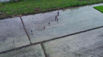 Aerial view of a farmer cultivating rice in the field according to the planting season. Top view of farmers transplant rice seedlings in the paddy field. Farmers working in farmland. video