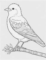 cute Bird for kids coloring page photo