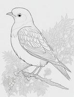 cute Bird for kids coloring page photo